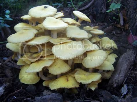Edible Mushrooms Minnesota Pictures Images And Photos Photobucket