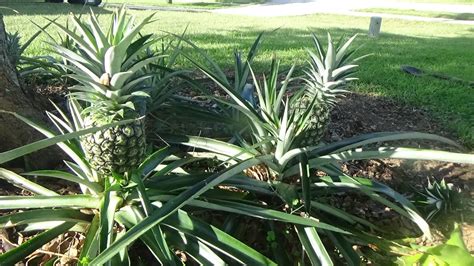 How To Grow Pineapples Super Easy Youtube