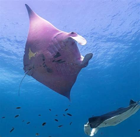Manta Ray Advocates Hawaii Discover The Beauty Of Manta Rays