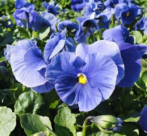 Viola X Wittrockiana Pansy Delta Premium Pure Light Blue From