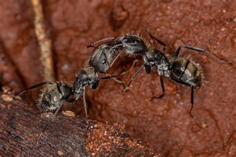 Premium Photo Adult Females Carpenter Ants Of The Genus Camponotus Doing Chemical Communication