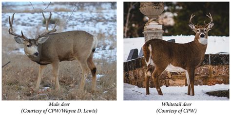 Mule Deer Vs Whitetail Deer