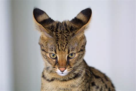 Top 5 Cat Breeds Closely Related To Wildcats