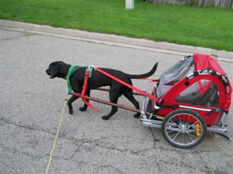 Diy Dog Pull Cart Made Out Of A Folding Bicycle Trailer Dog Pulling