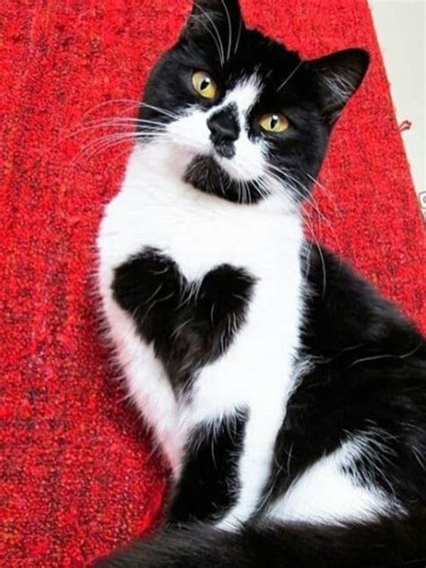 Cats Who Want To Be Your Valentine This Valentine S Day Pictures Cattime Beautiful Cats