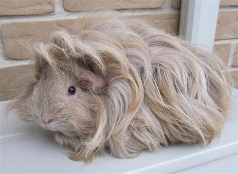 Sheba Guinea Pig Facts Personality Care Pictures