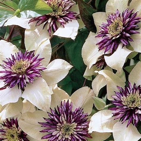Vines are useful, versatile plants. Passion Flower Clematis Height: 6-10' Zones: 5-9 Bloom ...