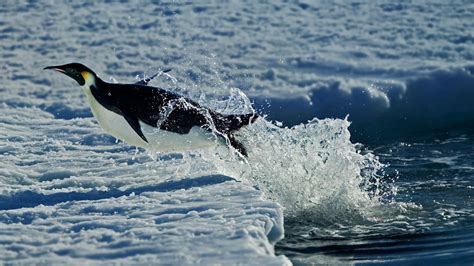 1920x1080 1920x1080 Nature Animals Winter Snow Penguins Antarctica