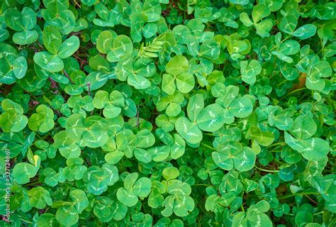 幸運を意味する植物のクローバー、シャムロック。アイルランドの文化であるパトリックデーの素材画像。 Stock Photo Adobe Stock