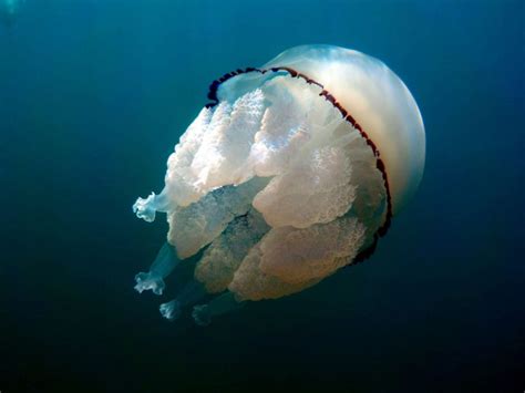 The 9 Largest Jellyfish In The World American Oceans
