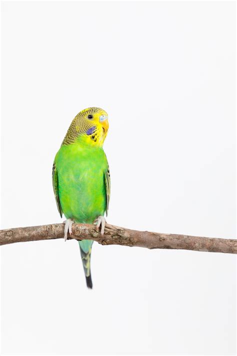 Budgerigar Print Budgie Australian Bird Bird Print Kids Etsy