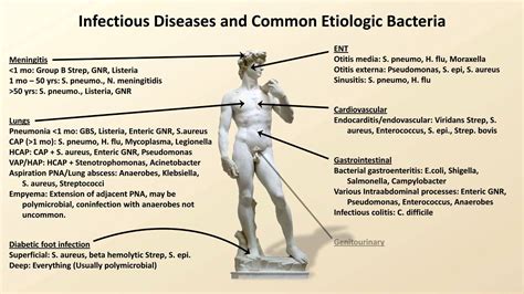 The spinal cord connects the brain with the rest of the body. Bacterial Etiologies of Common Infections (Antibiotics ...