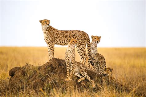 Africas Big 5 Safari Animals And Where To See Them Plus Other Iconic