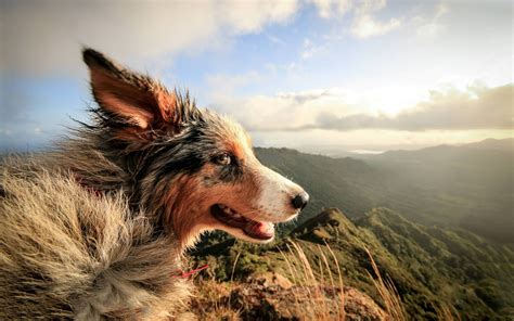Nature Dog Landscape Animals Windy Wallpapers Hd