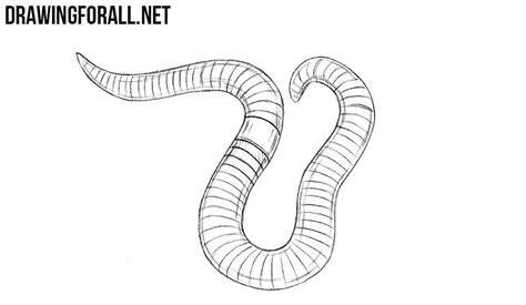 Drawing Earthworm Sketch Image Collections