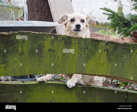 Fearful Dog Behind A Fence Stock Photo Alamy