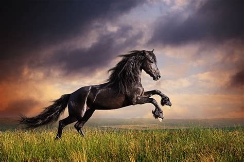 Black Stallion Stock Photos Pictures And Royalty Free Images Istock