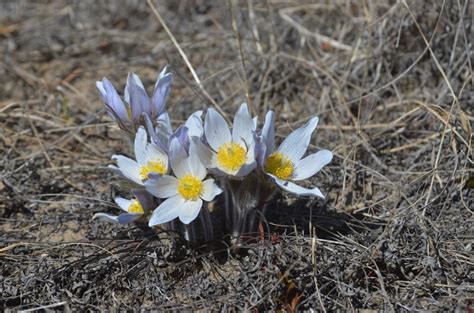 Prairie Pasque Flower Crocus Len Pettitt Flickr