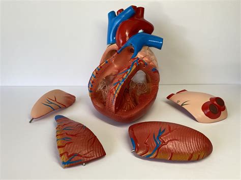 Advanced Enlarged Anatomical Human Heart Model Heart And Lung Models