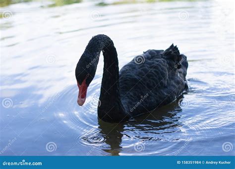 Black Beautiful Swan Swims On The Water Stock Photo Image Of Dabbling