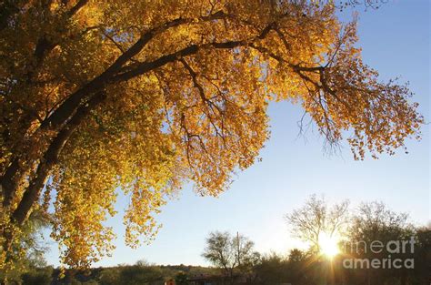 Cottonwood Sunset Photograph By Suzanne Oesterling Pixels