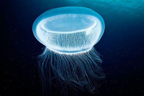 Fluorescent Jellyfish Proteins Light Up Unconventional Laser New