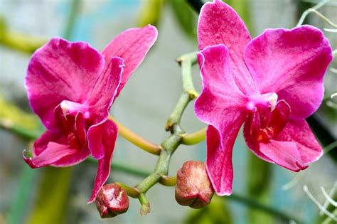 Premium Photo Beautiful Magenta Orchid Flowers Cluster