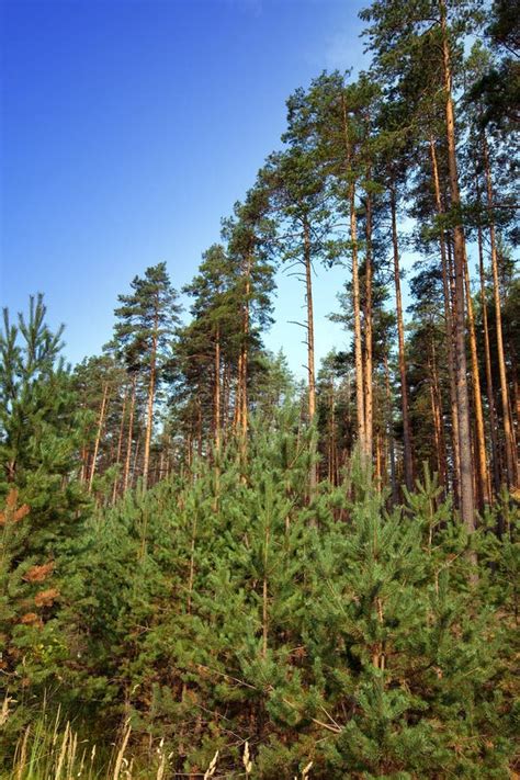 Summer Pine Forest Stock Photo Image Of Blue Scene 30709434