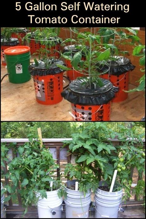 Grow Your Own Tomatoes By Building A 5 Gallon Self Watering Tomato