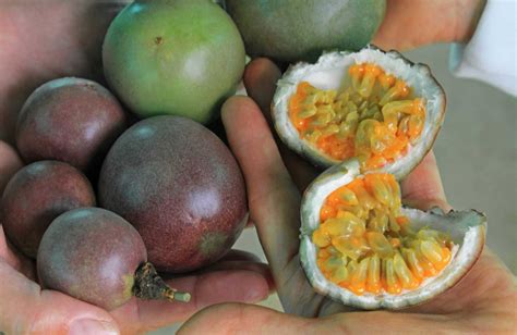 8 of the Most Exotic Colombian Fruits | BnB Colombia Tours
