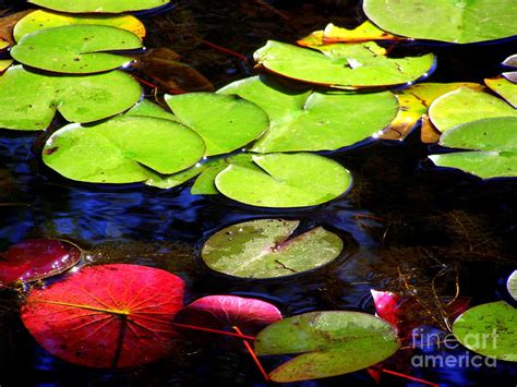 Colorful Water Lily Pads Photograph Colorful Water Lily Pads Fine Art