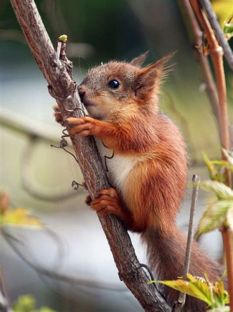 Famous Animal That Looks Like A Squirrel But Small Ideas