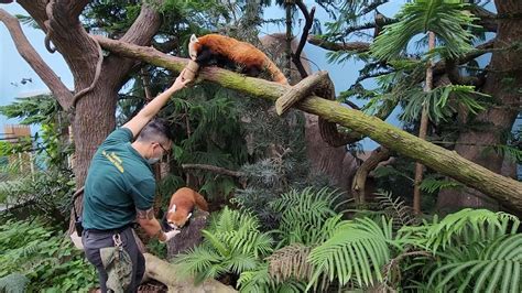 20230306 Red Panda Karma And Keta Feeding Time River Wonders Singapore