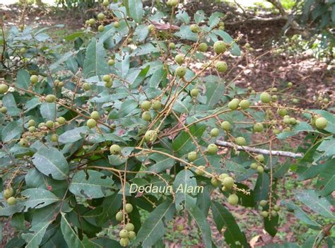 Pokok limau kasturi pokok limau nipis. Dedaun Alam: Mata Kucing