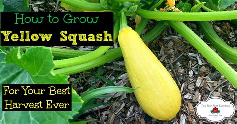 How To Grow Yellow Squash For Your Best Harvest Ever The Flip Flop