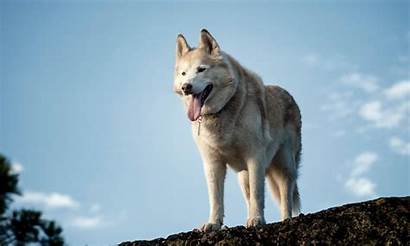 Husky Siberian Dogs Instagram