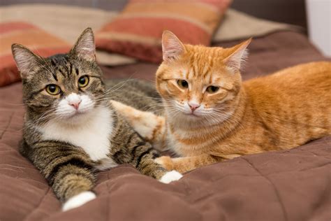 Katze Oder Kater Smart Animals