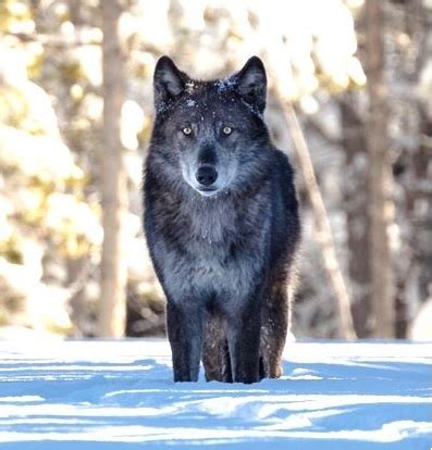 For a list of wolf subspecies, see subspecies of canis lupus. Yellowstone Changed in Ways We Never Predicted with Gray ...