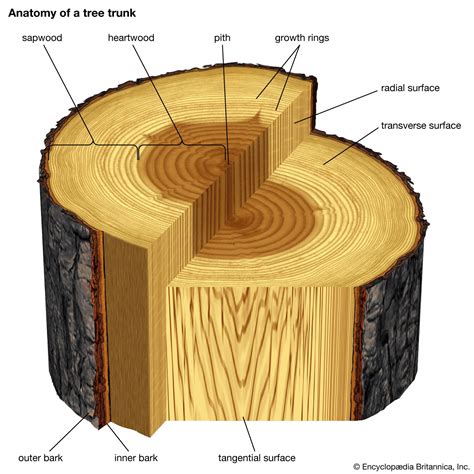 Tree Structure Growth Adaptation Britannica