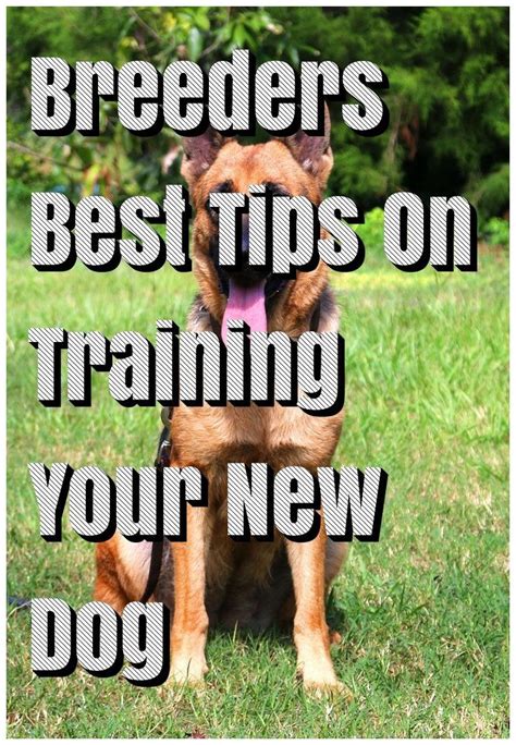 Everything You Need To Know About Dog Training Pets Activities Dogs