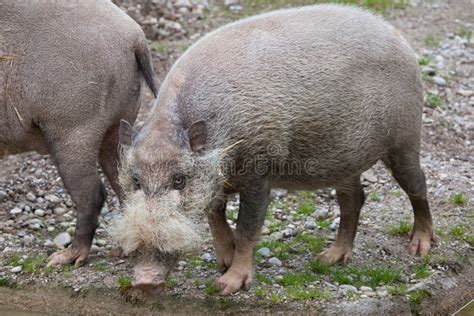 Bornean Bearded Pig Sus Barbatus Stock Photo Image Of Mammalia Malay