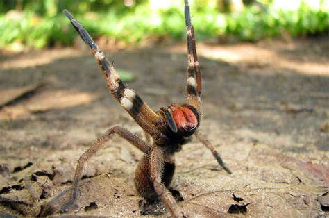 Armadeira é uma aranha peludinha, abre as pernas para morder a armadeira possui desenhos de pequenos corações no abdome, enquanto a lycosa, igual essa da sua foto, possui desenho de seta. Aranha Armadeira: Picada E Filhotes | Portal dos Animais
