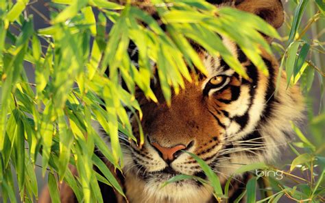 🔥 48 Bing Tiger Wallpaper Wallpapersafari