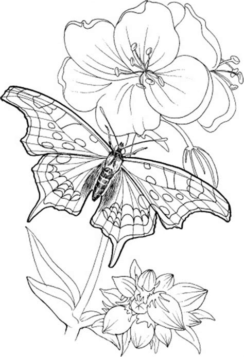 Butterfly Standing On Blooming Plants Coloring Page Coloring Sky Free