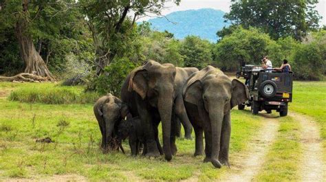 Periyar National Park In Kerala Periyar Wildlife Sanctuary 2020