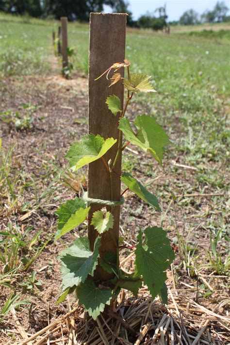 What do you plan to use the grapes for? Growing Grapes And A Small Vineyard At The Farm - Learning ...