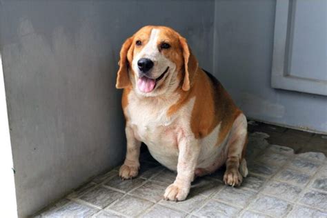 Overweight Dogs How Can We Help Them Lose Weight Healthy Dogbitters
