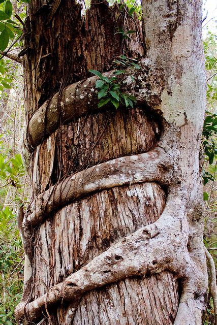 Pin By Cori Dahlkoetter On Trees The Secret Life Of Trees Weird