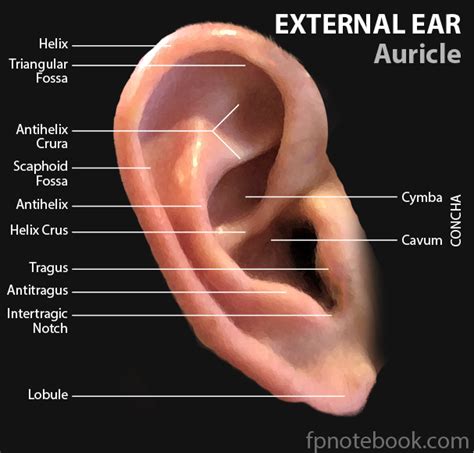 External Ear