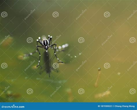 Macro Of Aedes Mosquito On Still Water Stock Photo Image Of Larva